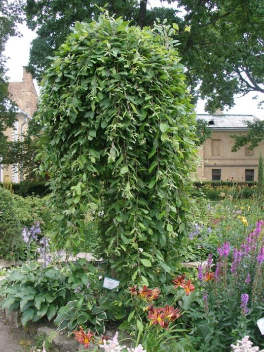 Stamp weeping mulberry