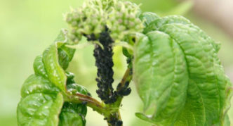 Black viburnum aphid