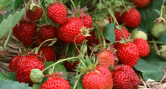 Strawberry variety Mount Everest