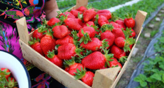 Strawberry variety Queen Elizabeth