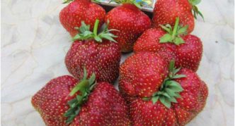 Strawberry variety Moscow Jubilee (Mashenka)