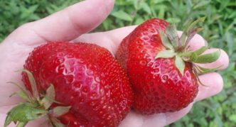 Zenga-Zengana strawberry variety