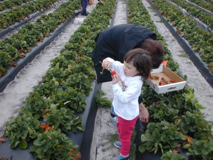 Dutch method of growing strawberries