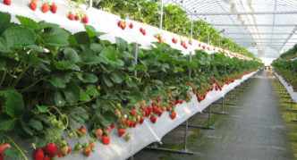 Metal rack for strawberries