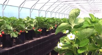 Rack shelf for containers with strawberries