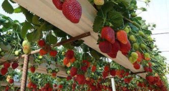 Wooden rack with strawberries