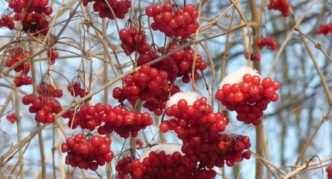 Kadina variety Michurinskaya early