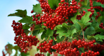 Variety of viburnum Maria