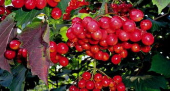 Viburnum variety Zarnitsa