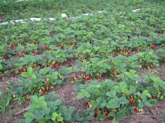 Strawberries on warm beds