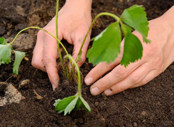 Planting strawberries in the ground