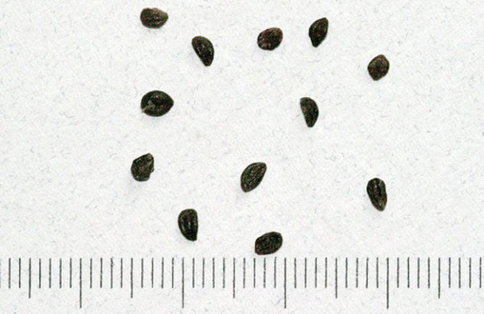 Honeysuckle seeds