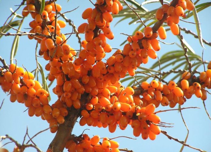 Buckthorn berries on the branches