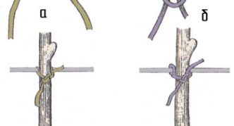 Drawing methods of fastening grapes