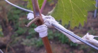 Cloth strips for fastening grapes