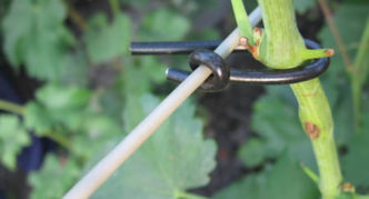 Wire for fastening grapes