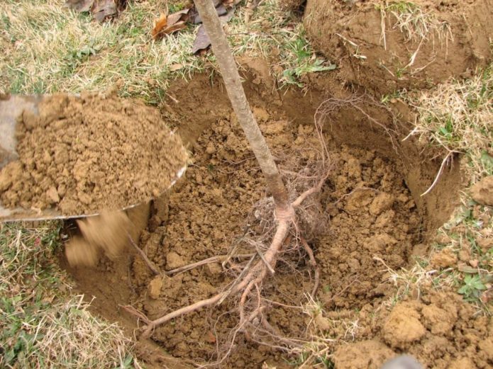 Planting an apple tree