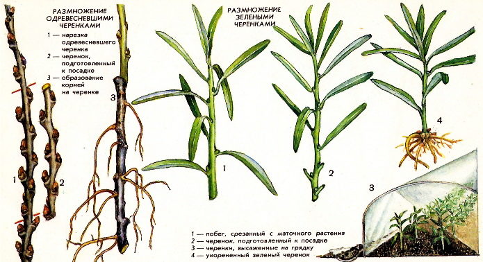 Reproduction of sea buckthorn