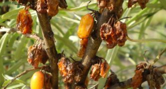 Berries affected by sea buckthorn fly