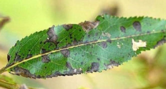 Scab on leaves