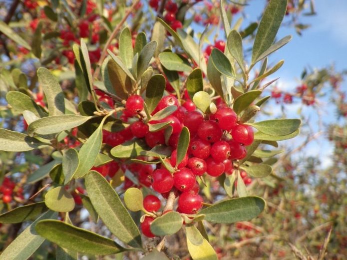 Red sea buckthorn berries