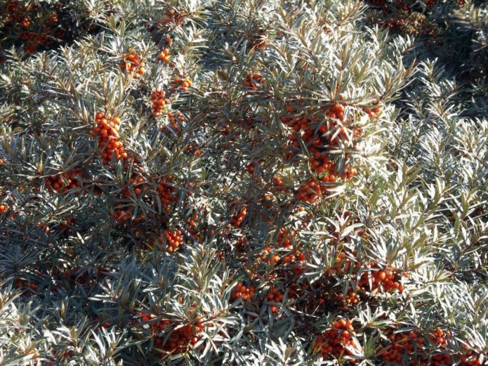 Sea buckthorn bush with berries