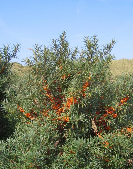 Stunted sea buckthorn bush