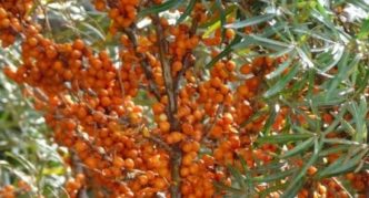 Sea buckthorn variety Thumbelina