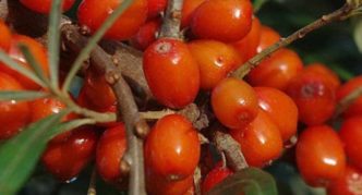 Sea buckthorn variety Druzhina