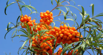 Sea buckthorn variety Chechek