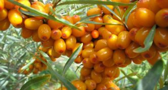 Sea buckthorn variety Giant