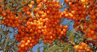 Sea buckthorn variety Elizaveta