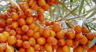 Sea buckthorn variety Moscow pineapple