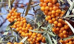 Sea buckthorn variety Otradnaya