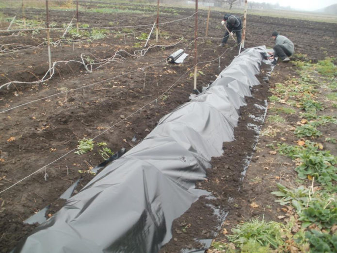 Dry shelter grapes