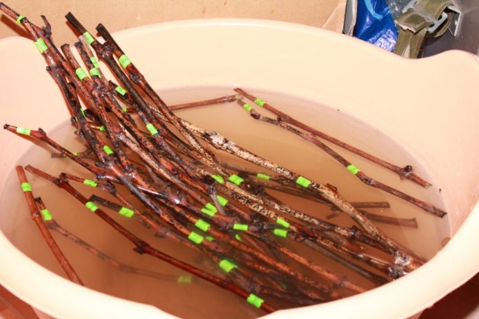 Soaking grape cuttings in a basin