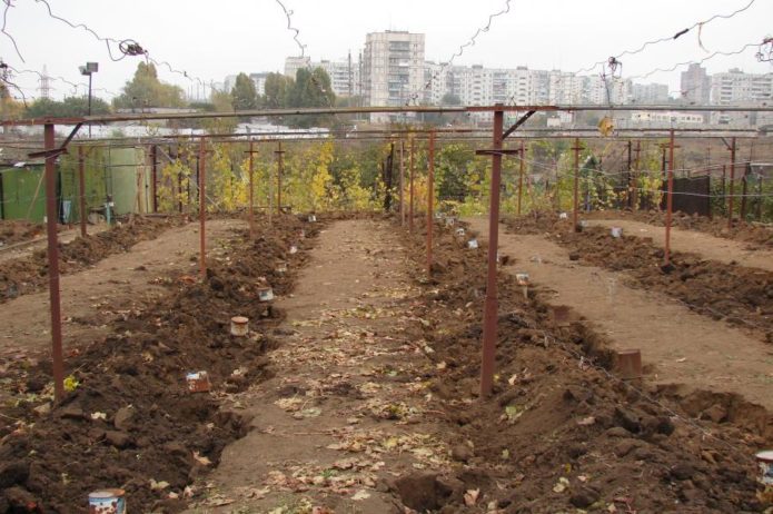 Shelter of grapes in the ground