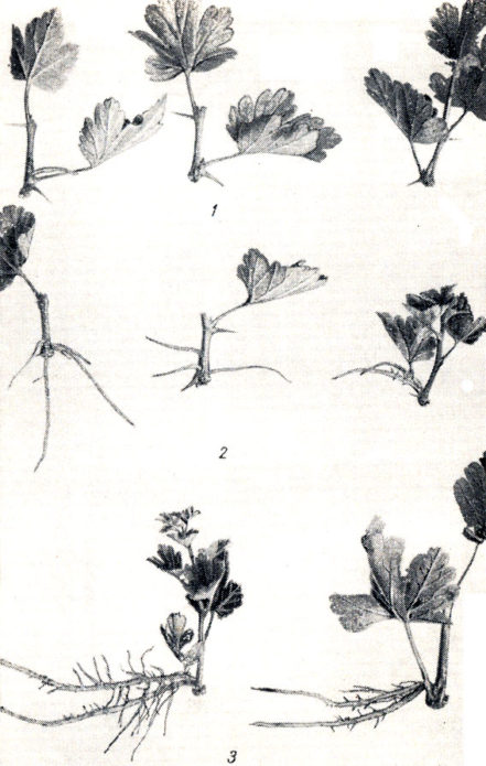 Phases of root formation of green gooseberry cuttings