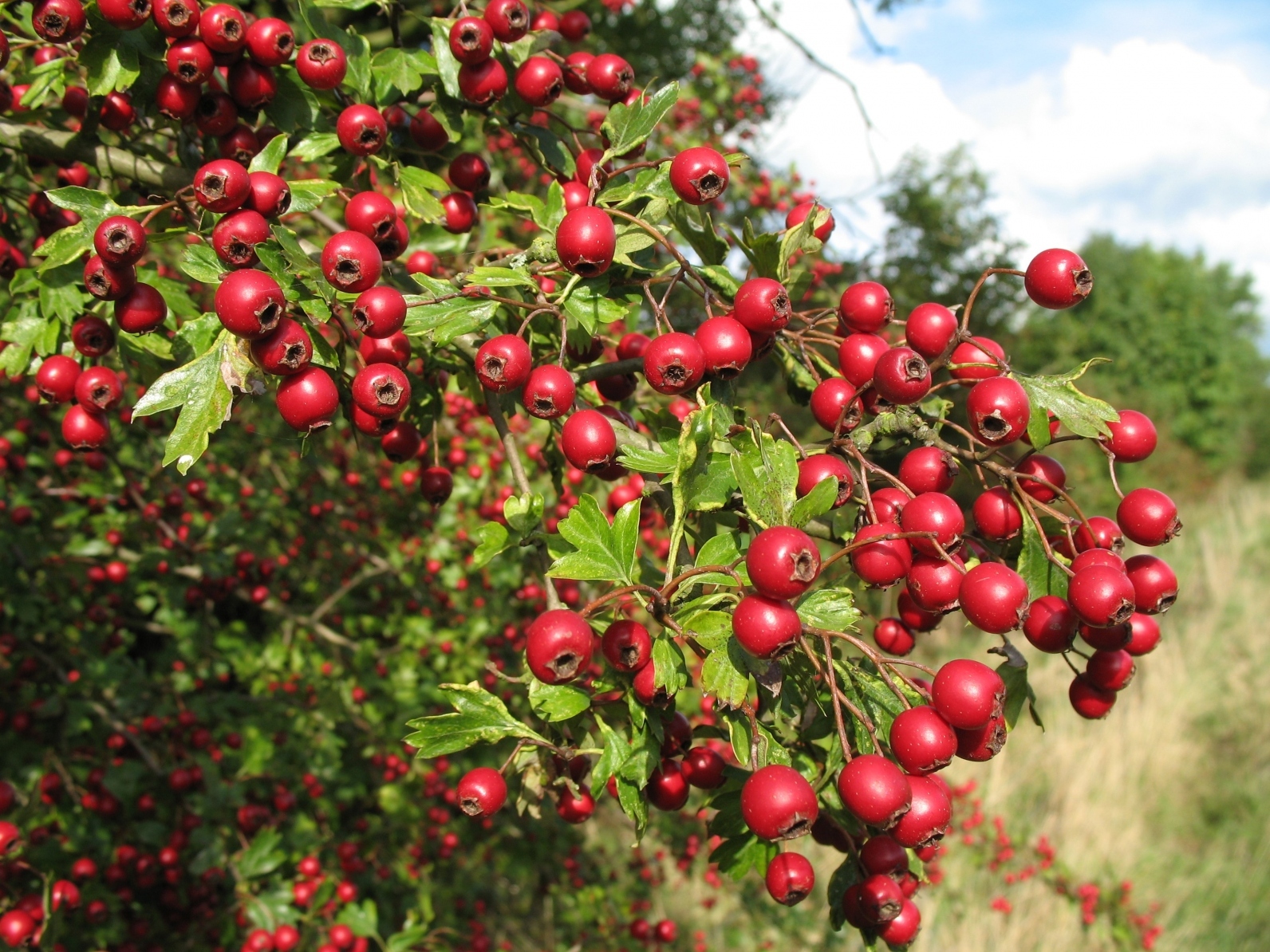 Hawthorn in your garden: description and care recommendations