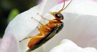 Apple fruit sawfly