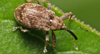 Apple blossom beetle