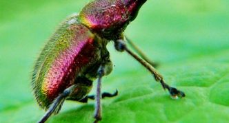 Cherry weevil