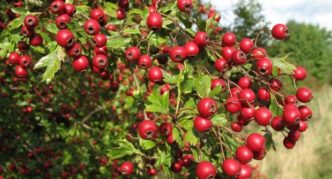 Hawthorn blood red