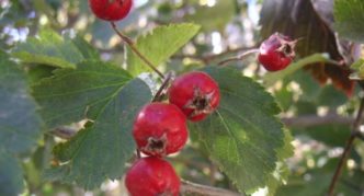 Large-anthered hawthorn