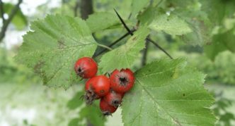 Hawthorn softish