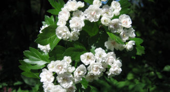 Common hawthorn Plena