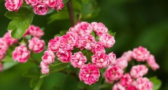 Hawthorn single-peel Rosea Flora Pleno