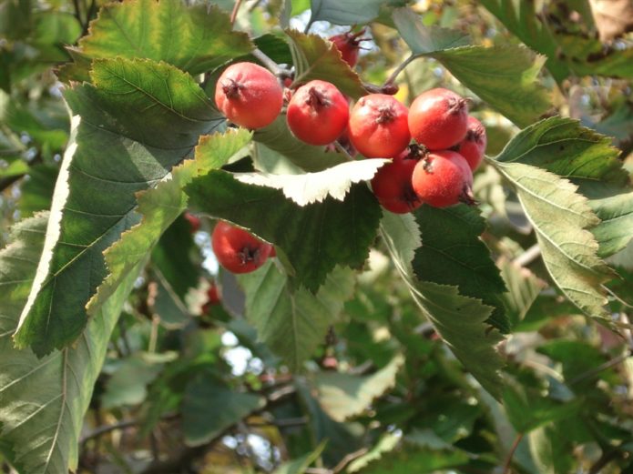 Hawthorn in nature