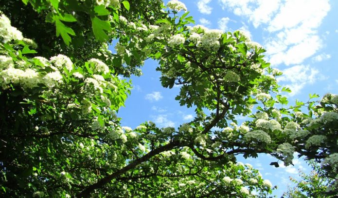 Flowering hawthorn