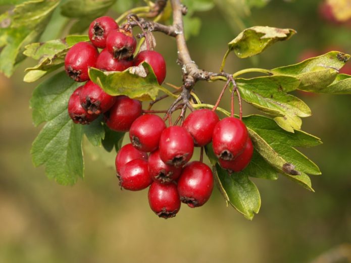 Hawthorn fruit